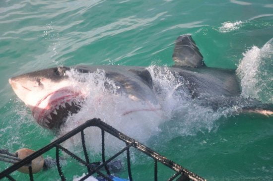 Awesome Great White Shark Shark passing cage